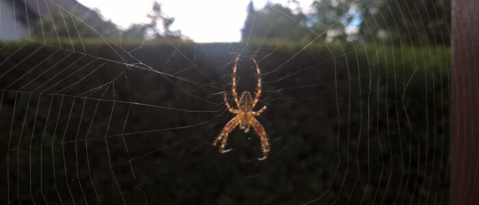 Spinne in der Fuchssiedlung